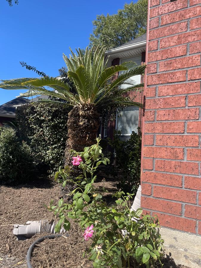 Fresh Mulch and Landscape Update in Waxahachie, TX