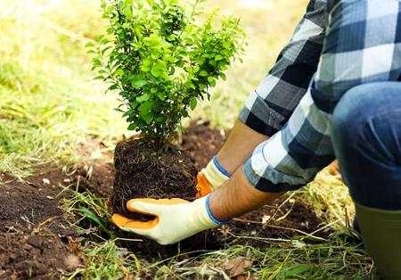 Planting Trees & Shrubs