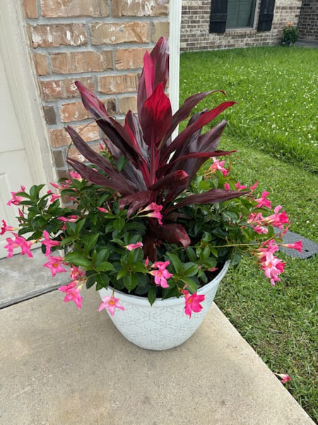 Potted Flower Arrangements